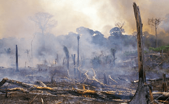 deforestación en el amazonas