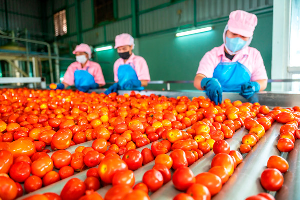procesamiento de tomates en la industria alimentaria, se ven varios operarios con máscara y guantes en una mesa de selección