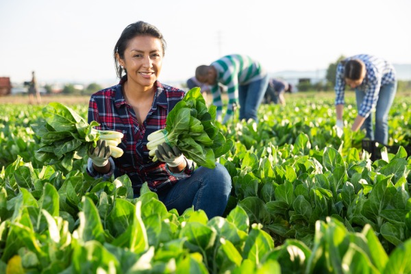 recolectores en un campo de verduras