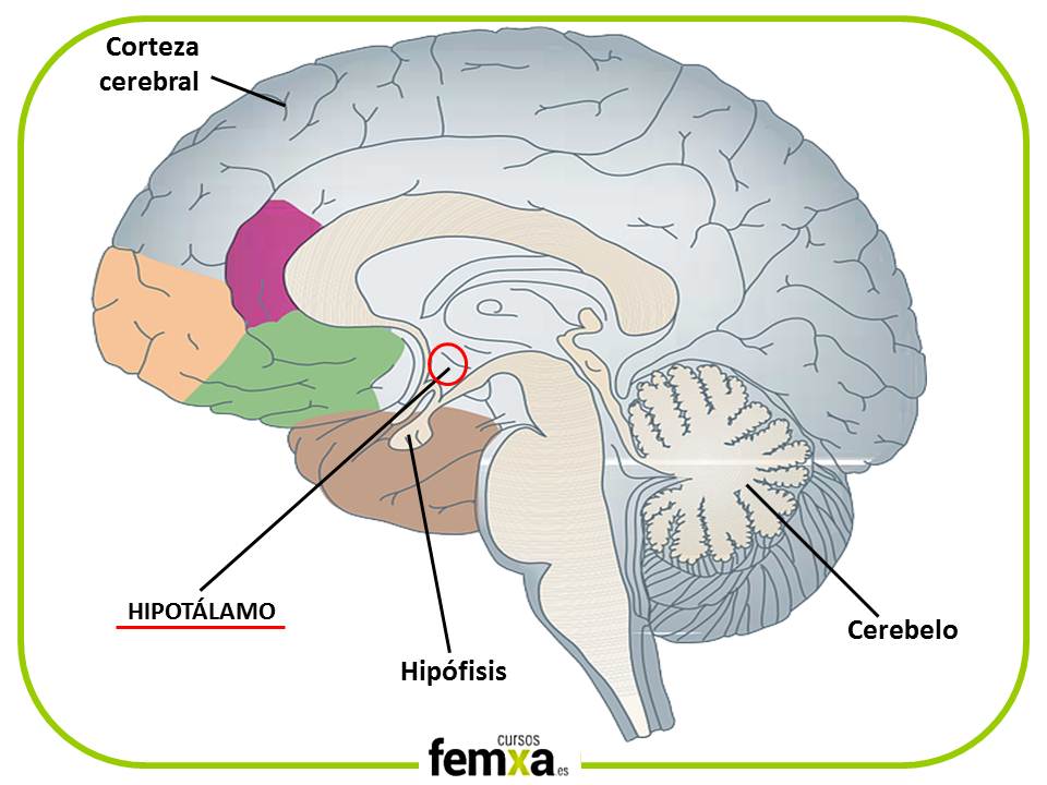 situación del hipotálamo en nuestro cerebro