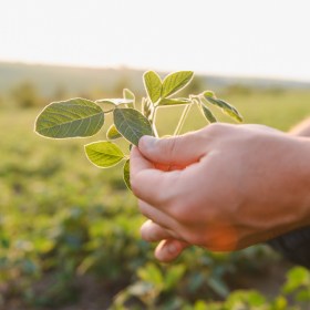 Cursos gratuitos de agricultura y jardinería online y presenciales