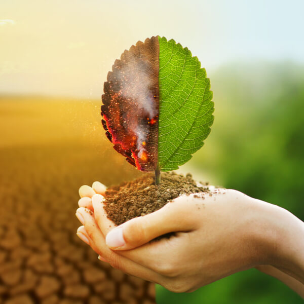 Curso online de Incendios forestales: Efectos medioambientales - Femxa Curso online de Incendios forestales: Efectos medioambientales - Femxa