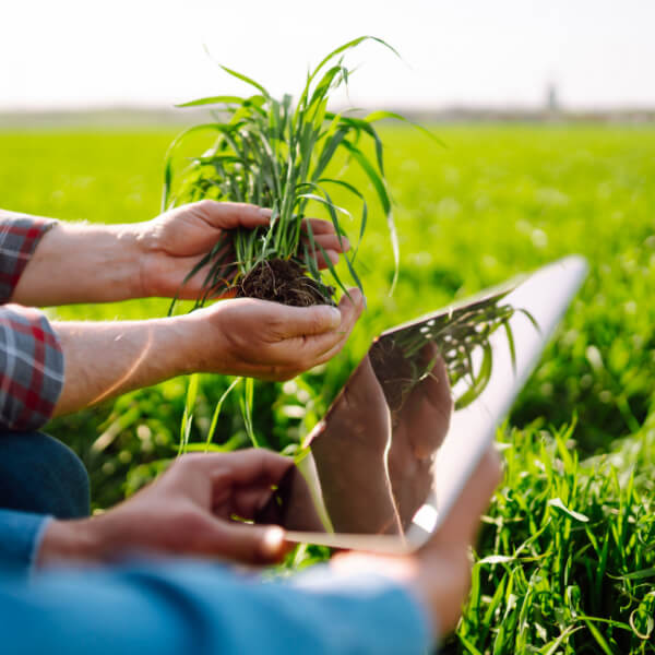 Defensa contra plagas y enfermedades en agricultura ecológica