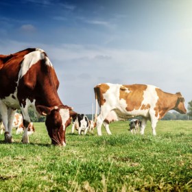 Curso online y gratuito de Gestión de crisis alimentarias