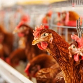 Curso online de Sanidad avícola